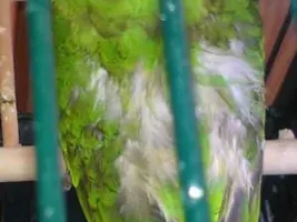Molting or not?