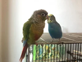 GCC <3 Budgie
