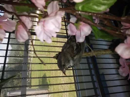 Baby Sparrow - Rescue