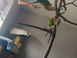 Vomit/sleepy/falling off perch..??