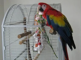 Scarlet Macaw is looking for caring home
