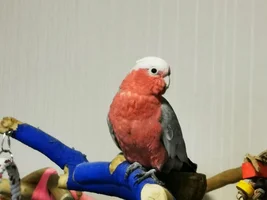 Help with poorly Galah