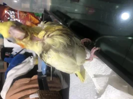 5 week old cockatiel’s buldging stomach