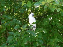 Sydney hanging out in a tree