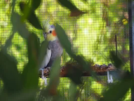 Hannah's little Parrots thread 🦜