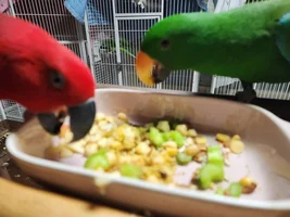 What kind of vegetables and fruits does your parrot like?