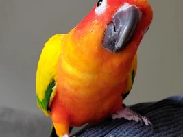 SEXIST QUESTION only men can reply (not that I can stop the ladies) Is your bird your bro and is it F or M (srsly girls can reply ok)