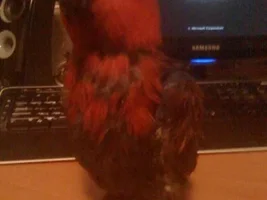 Eclectus behavior..strange or normal?