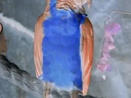 Parrots in opposite colors