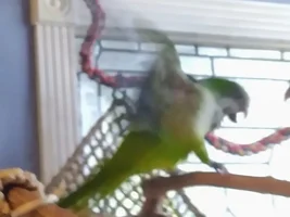 Pictures of your bird in flight!