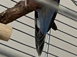 Bloody feather?