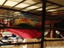 Update on Loco