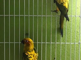 What is the age of the two sun conures?