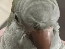 quaker has something in his nare