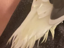 Concern about my bird’s feathers 🪶