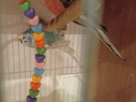 Funny Things Our Budgies Do