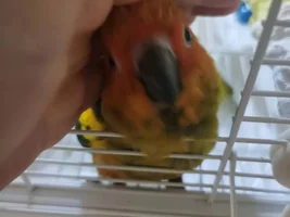 Can't wait to get my little sun conure! [Update: arrived!]