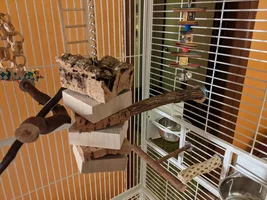 African Ringneck adoptee-to-be