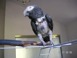 Buddy the African Grey