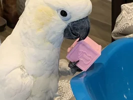 Collaring Parrots?!?!