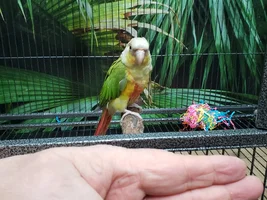 Trust and your parrot