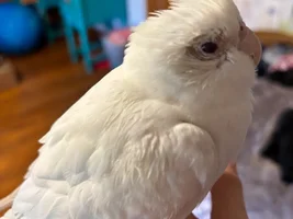 weird molting?? or is something wrong?