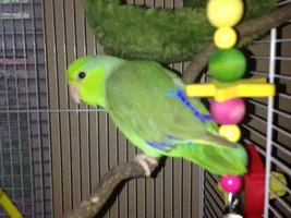 Parrotlets