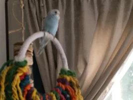 So I got her a nestbox....