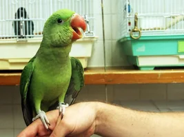 new member, new parrot, male or female?