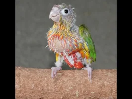 Squirt is a Pinapple Conure