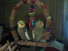 Hi from flockleader