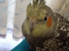 Cockatiel Crown growing in strange?