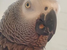 Bella having more beak problems