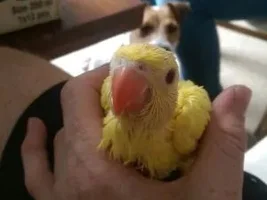 Help with establishing age of Alexandrine parakeet