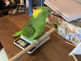 Yellow Naped Amazon - weight?