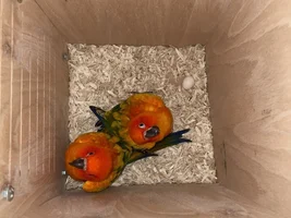 Do I have a red factor jenday conure?