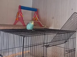 Meet the newest member of our flock...