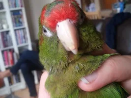 Beak peeling or damage?!?!!