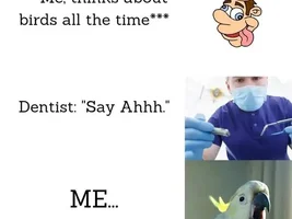 The best Bird meme!!