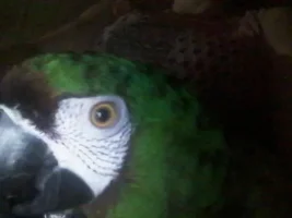 Mariar's old Parrot Forums Photos