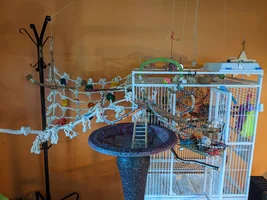 The Continuing Capers of Companion-ing Cotton