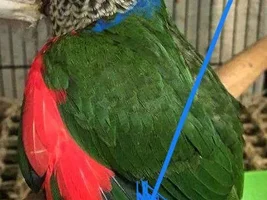 Back capped conure has blue on him?