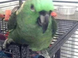 panama or yellow naped?