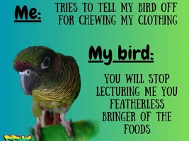 The best Bird meme!!