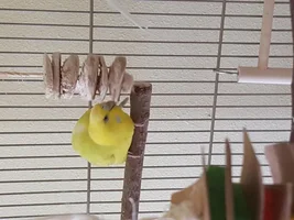 Help! Is this a male or female budgie??