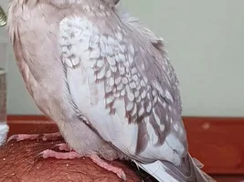 Male or female?
