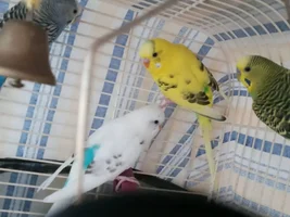 My little birbs :3