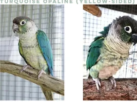 Green Cheek Conure - Color/Genetics question