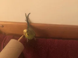 Happy Hatchday, Picasso!