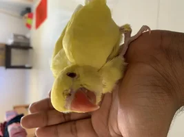 5week IRN sick plx help
